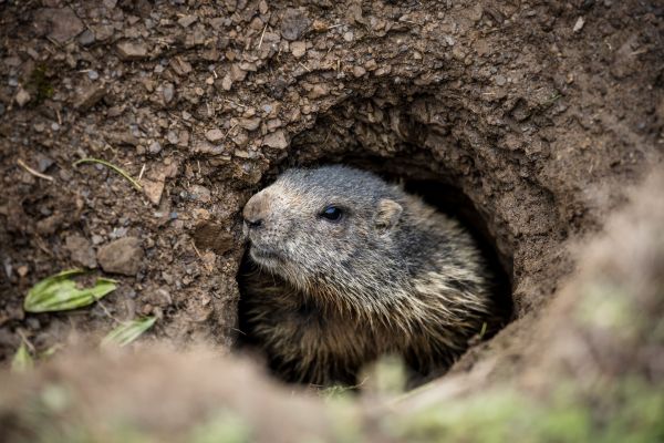 Woodchuck Removal in Alexandria