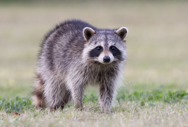 Raccoon Removal Service in Alexandria