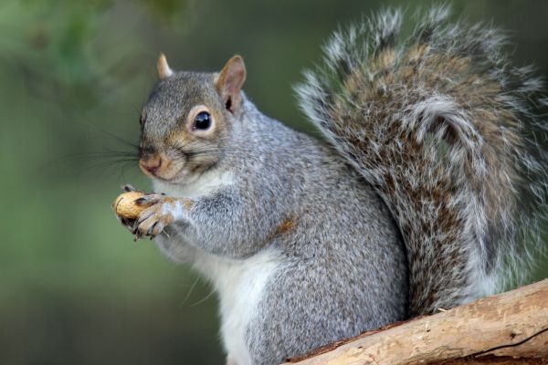 Squirrel Control Service in Alexandria