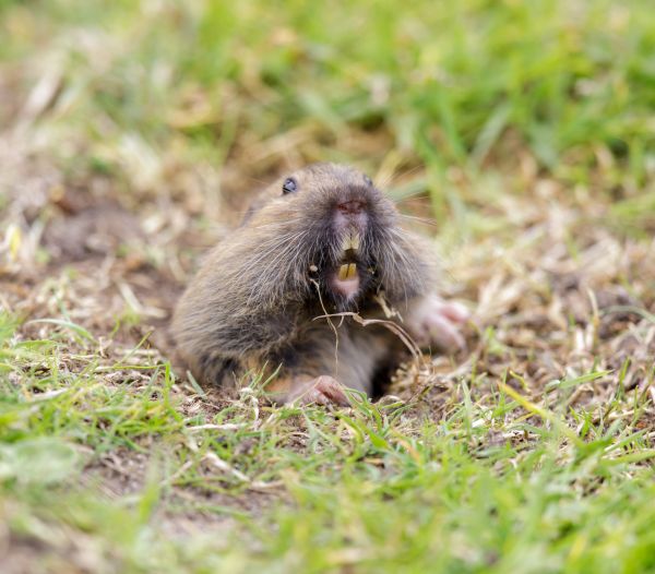 Gopher Extermination Service in Alexandria