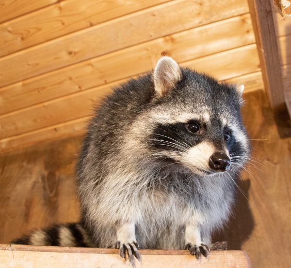 Attic Racoon Removal in Alexandria